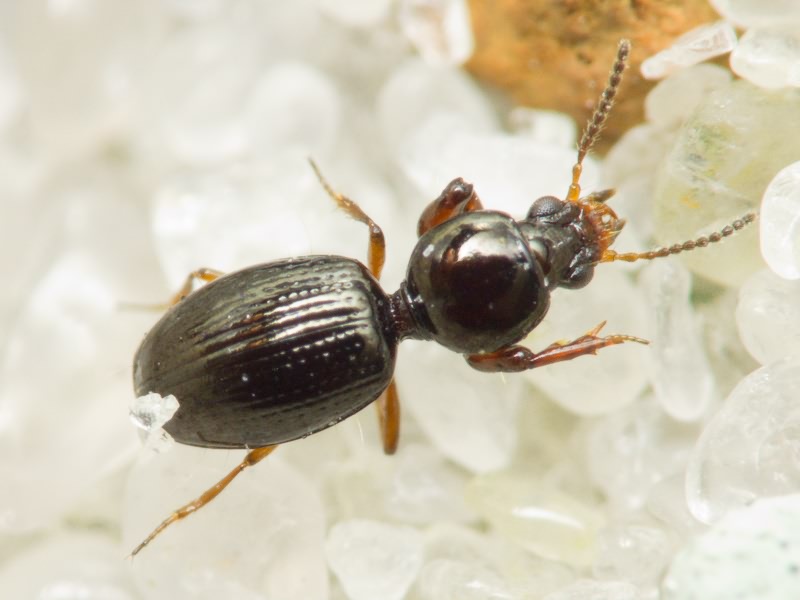 Dyschirius aenea Boheman, 1849